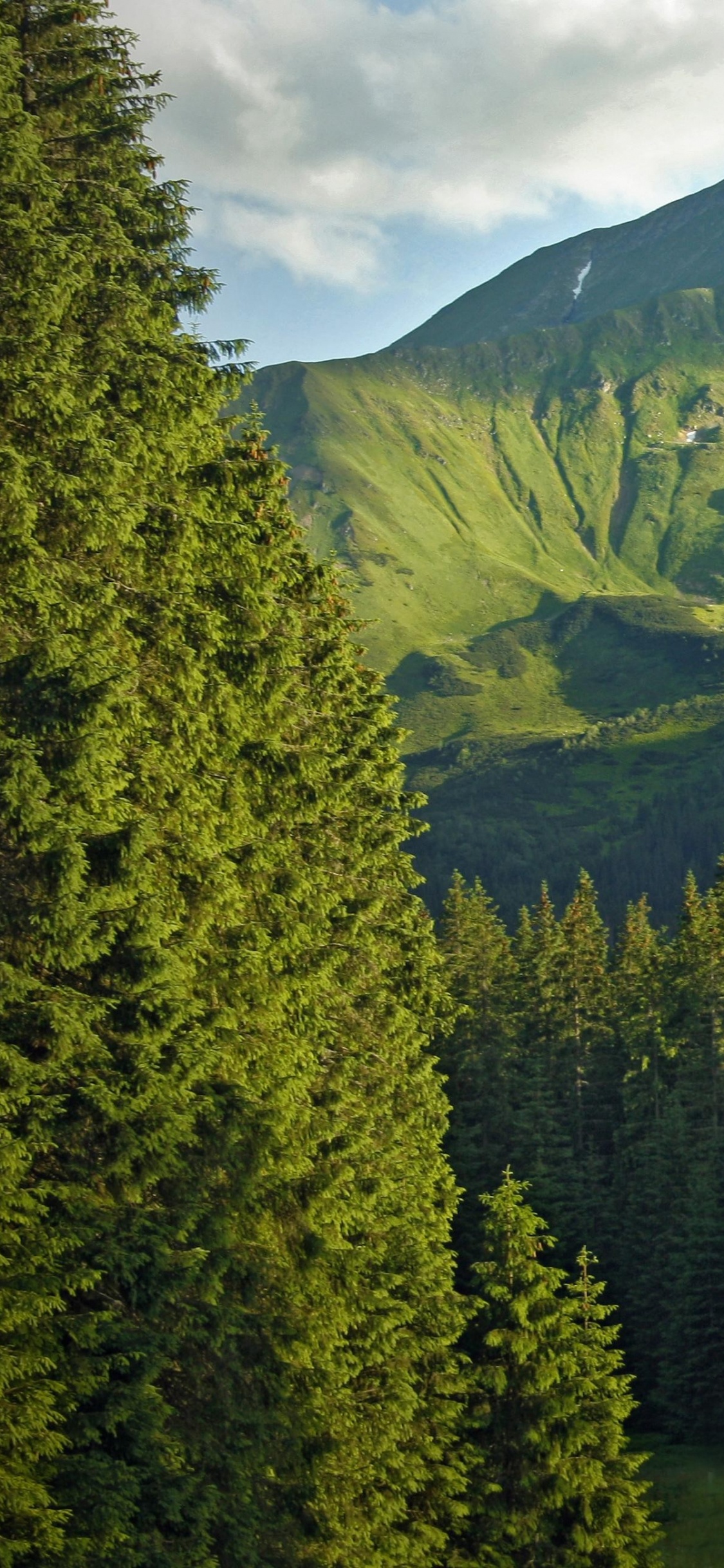 Tagsüber Grüne Pinien in Der Nähe Des Berges. Wallpaper in 1125x2436 Resolution