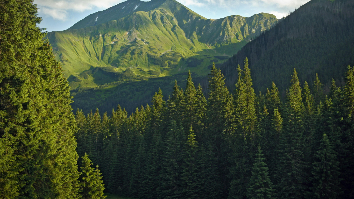 Green Pine Trees Near Mountain During Daytime. Wallpaper in 1366x768 Resolution