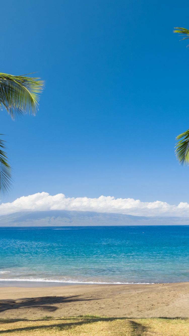 Palm Tree on Beach Shore During Daytime. Wallpaper in 750x1334 Resolution