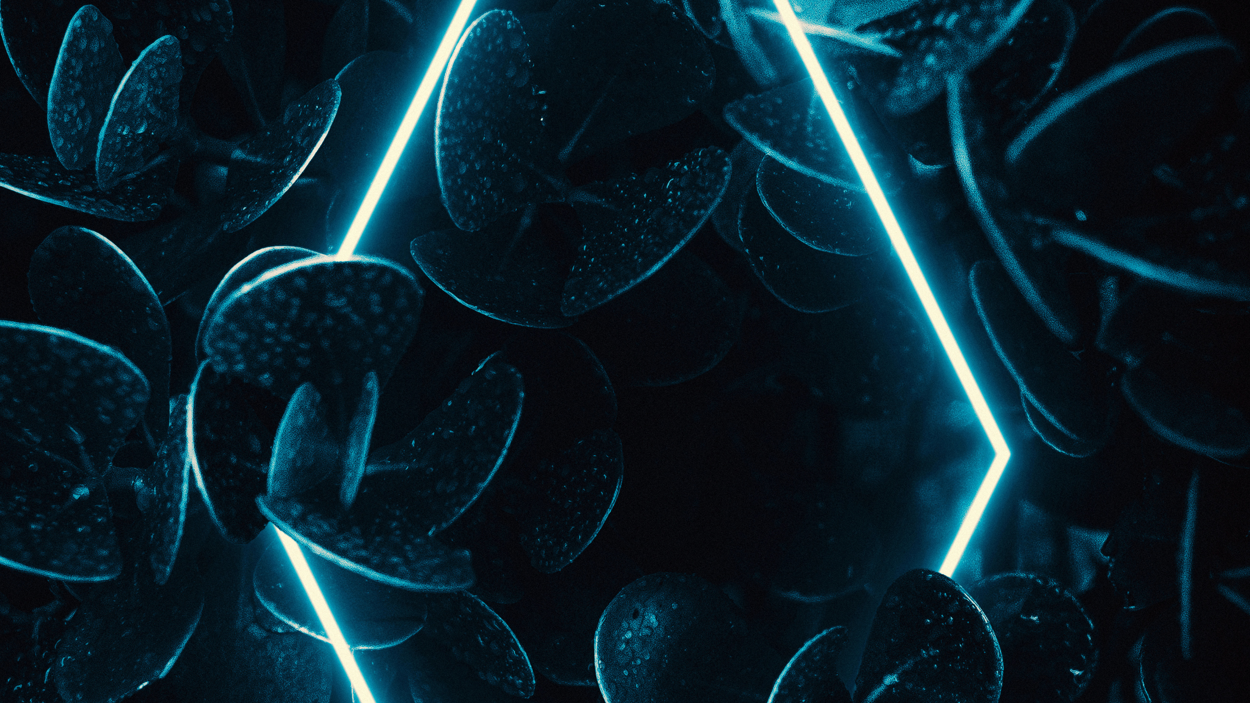 Fraktale Kunst, Wasser, Azure, Kunst, Aqua. Wallpaper in 2560x1440 Resolution