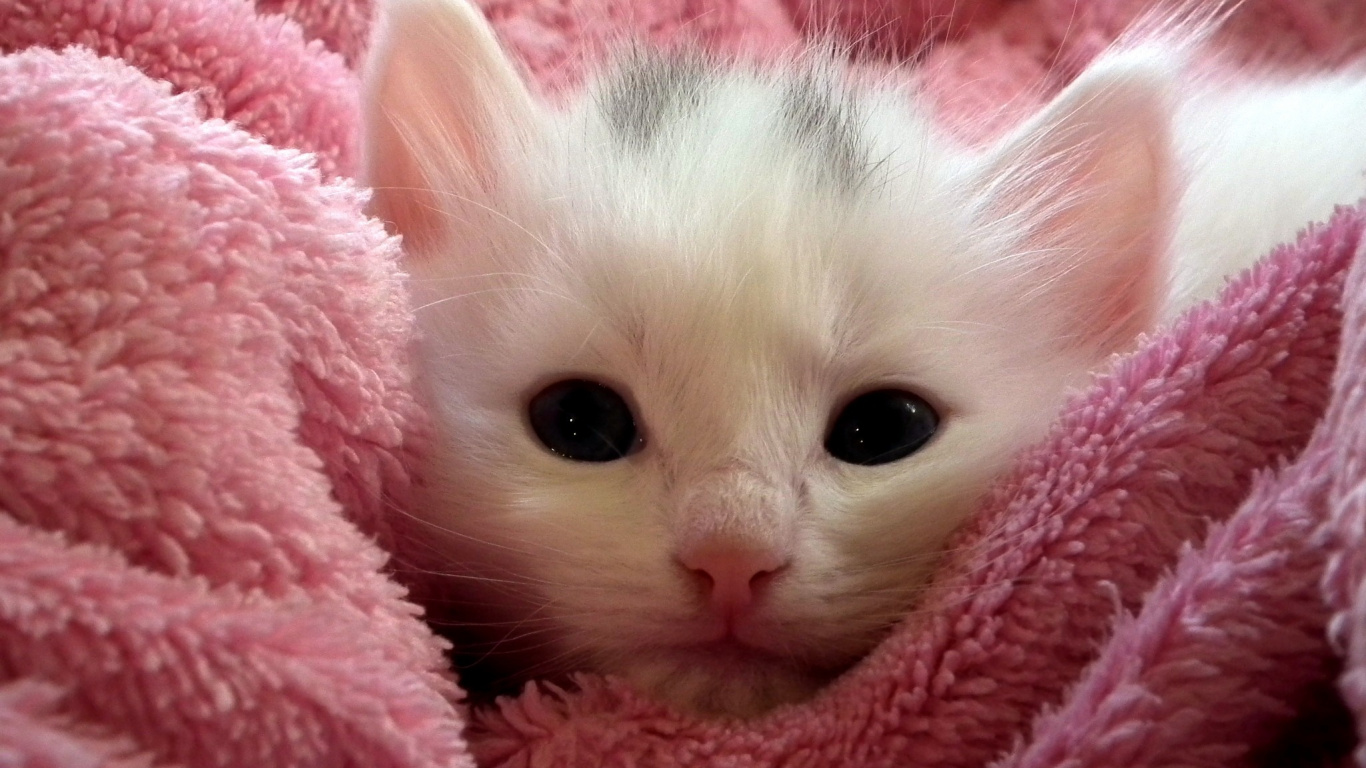 Chaton Blanc Sur Textile Rose. Wallpaper in 1366x768 Resolution