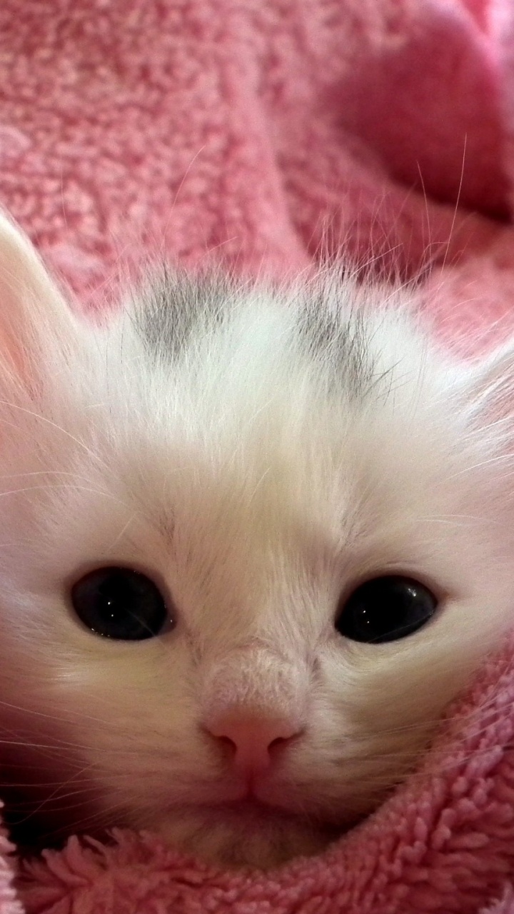 White Kitten on Pink Textile. Wallpaper in 720x1280 Resolution