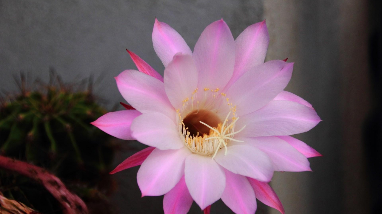 Pink and White Flower in Tilt Shift Lens. Wallpaper in 1280x720 Resolution