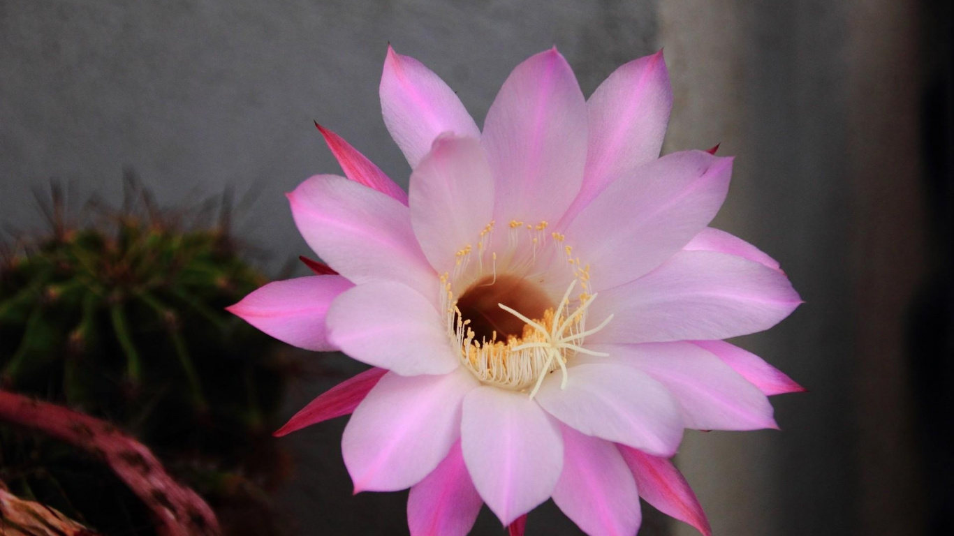 Pink and White Flower in Tilt Shift Lens. Wallpaper in 1366x768 Resolution