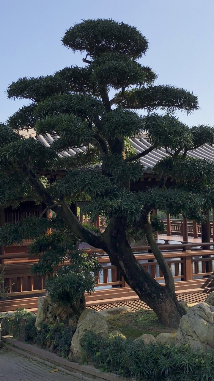 香港, 生物群落, 生物学, 科学, 木本植物 壁纸 720x1280 允许