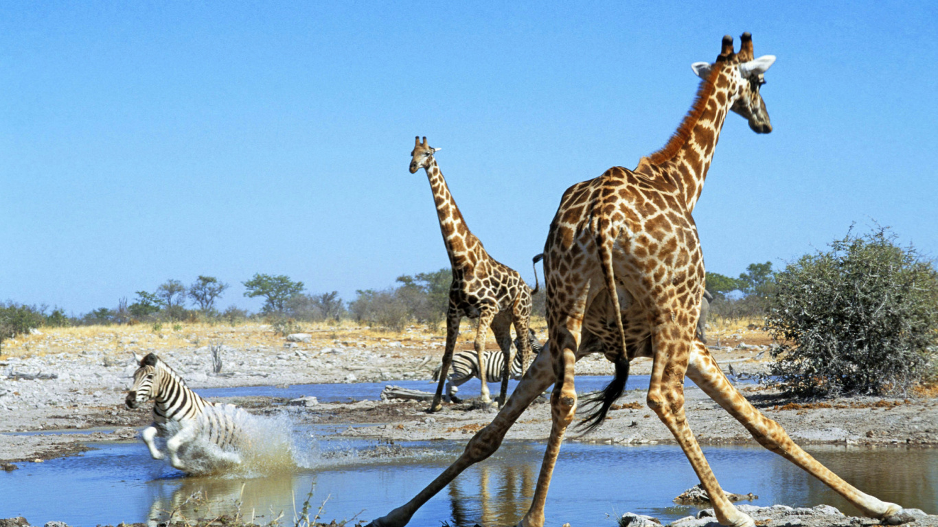 Three Giraffes Standing on White Sand During Daytime. Wallpaper in 1366x768 Resolution
