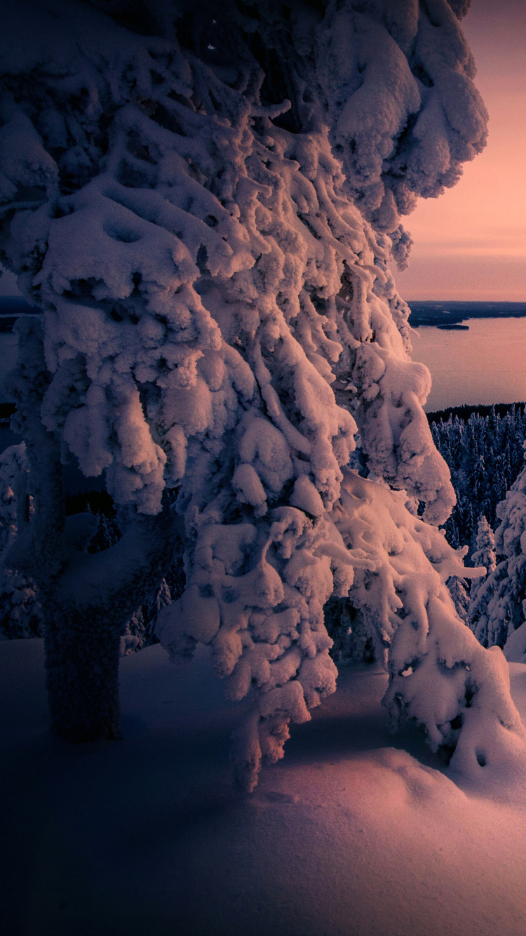 Ambiente, Nieve, Paisaje Natural, Sucursal, Ramita. Wallpaper in 750x1334 Resolution