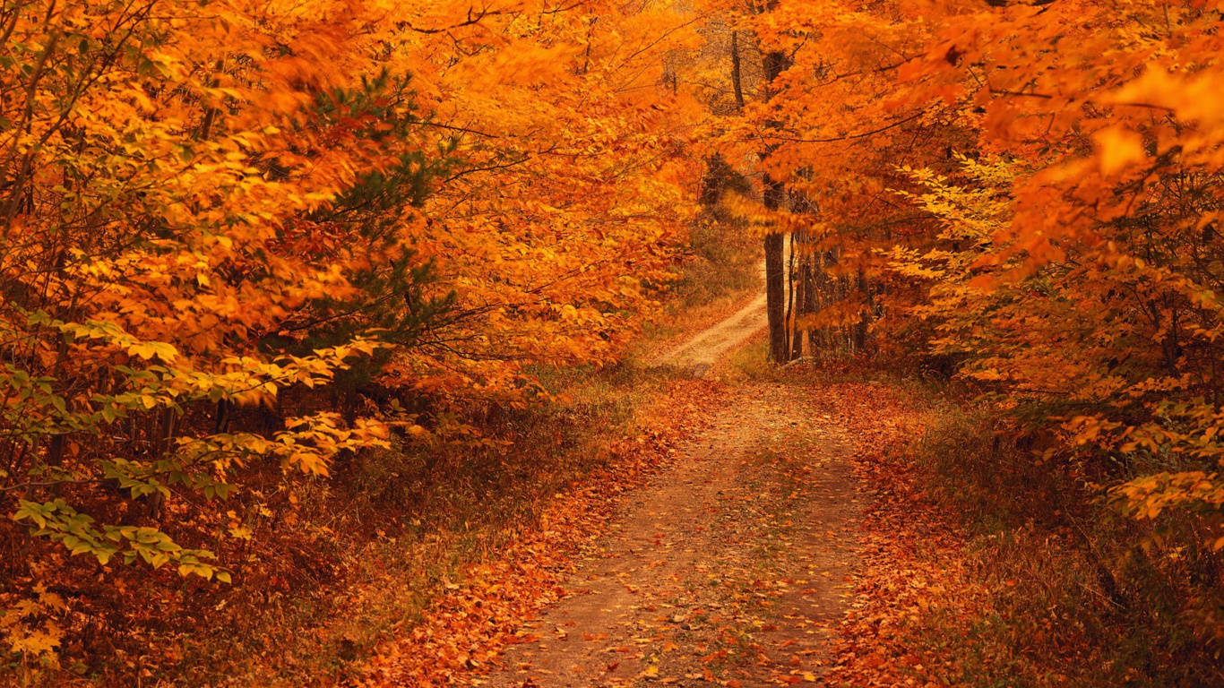 Brown Pathway Between Brown Trees. Wallpaper in 1366x768 Resolution