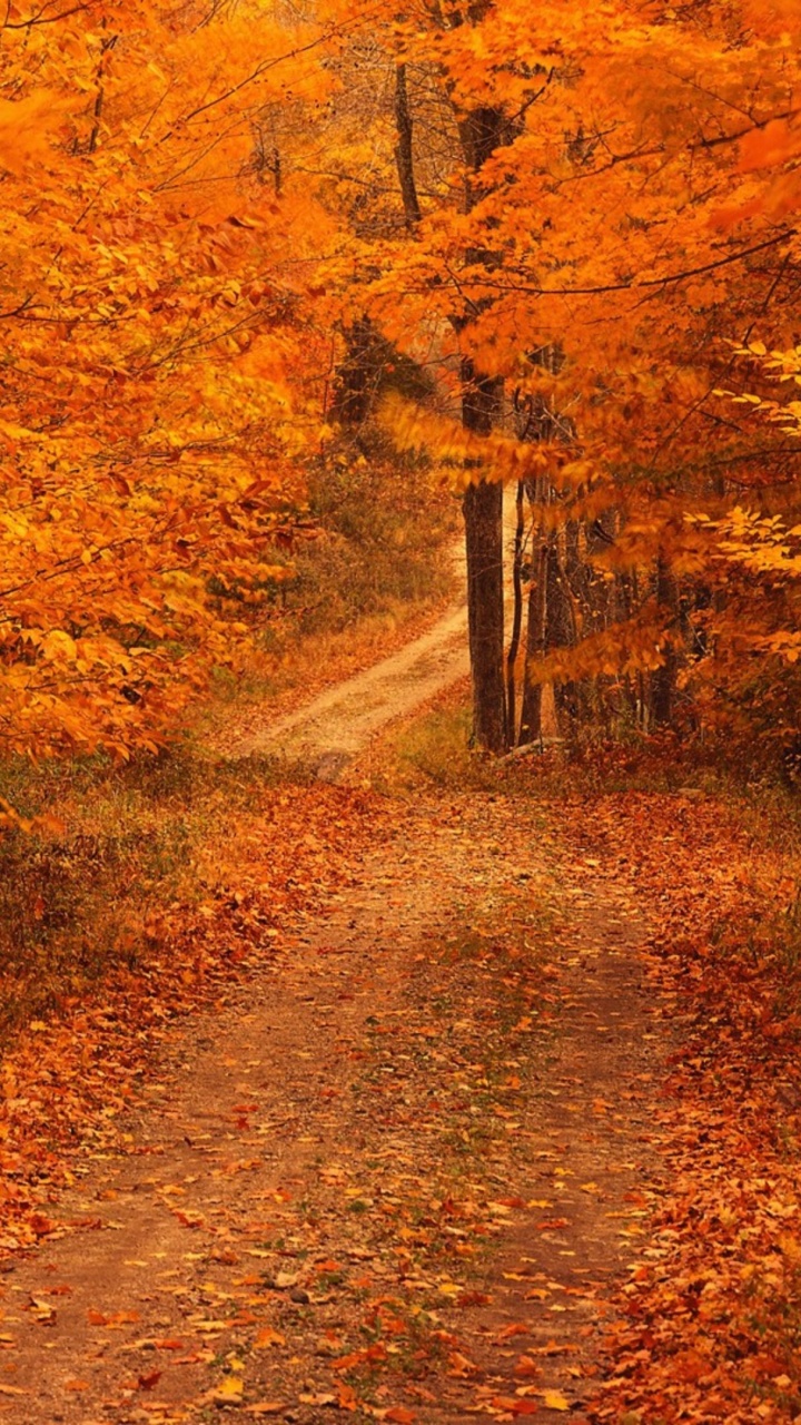 Brown Pathway Between Brown Trees. Wallpaper in 720x1280 Resolution