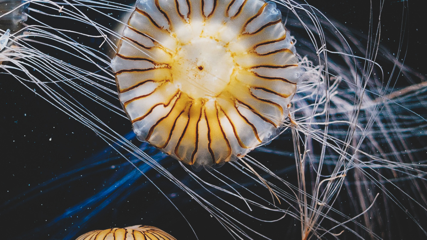 Marine Invertebrates, Plant, Art, Electric Blue, Space. Wallpaper in 1366x768 Resolution