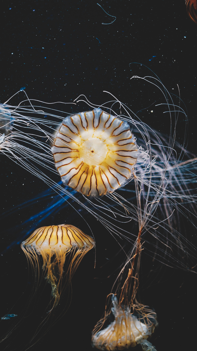 Marine Invertebrates, Plant, Art, Electric Blue, Space. Wallpaper in 750x1334 Resolution