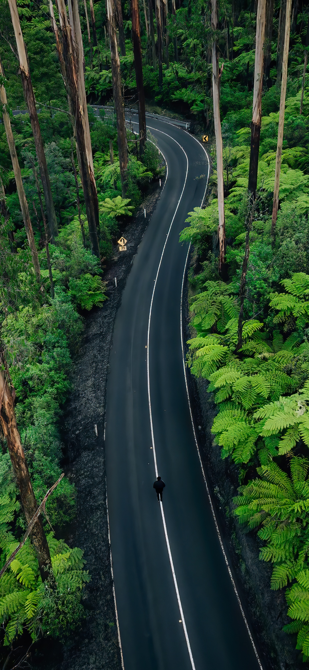 Nature, Plant, Plant Community, Ecoregion, Natural Landscape. Wallpaper in 1242x2688 Resolution