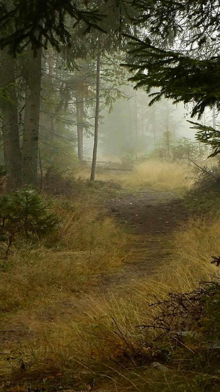 Green Grass and Trees During Daytime. Wallpaper in 720x1280 Resolution