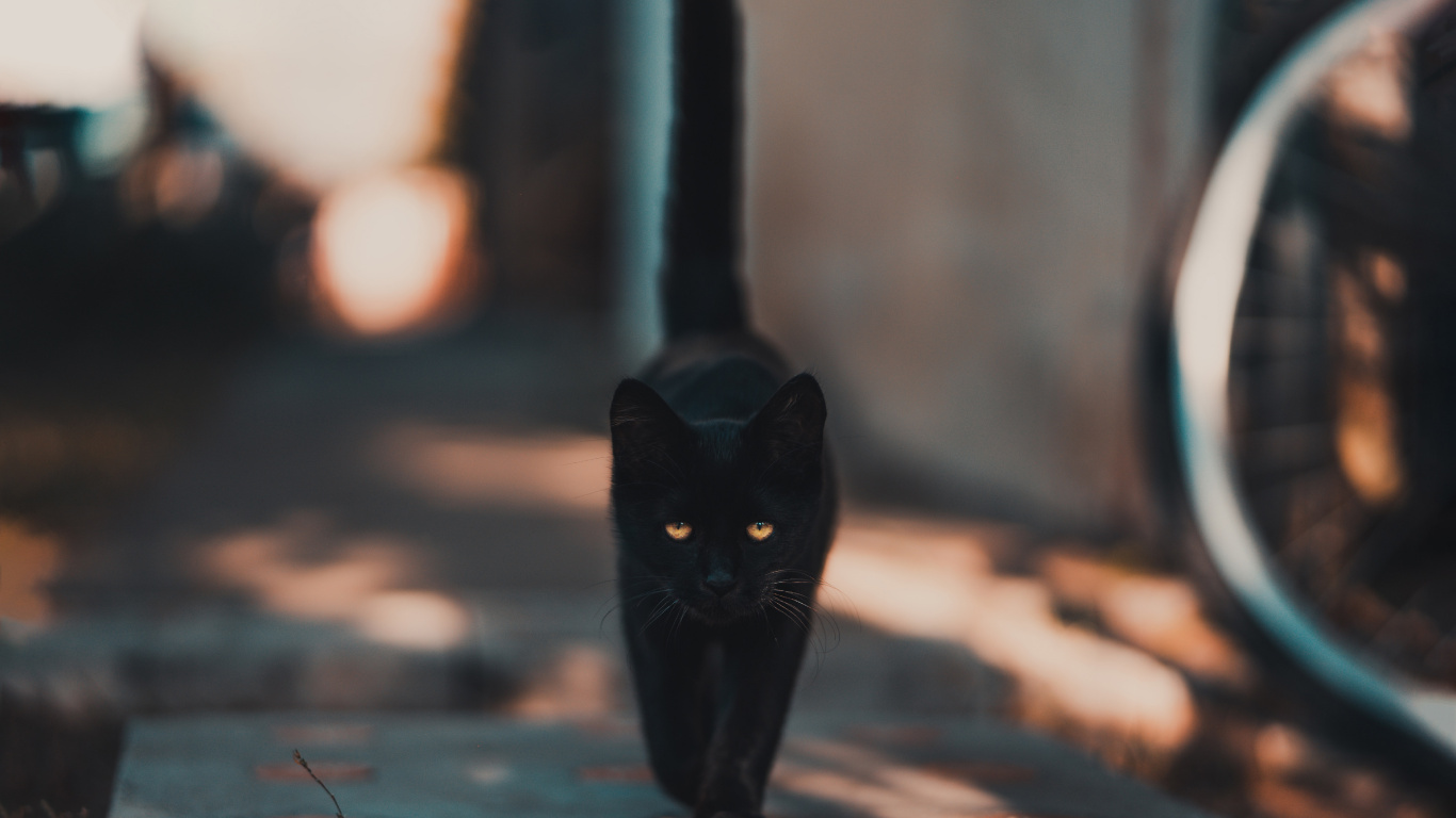 Gato Negro Caminando Por la Calle. Wallpaper in 1366x768 Resolution