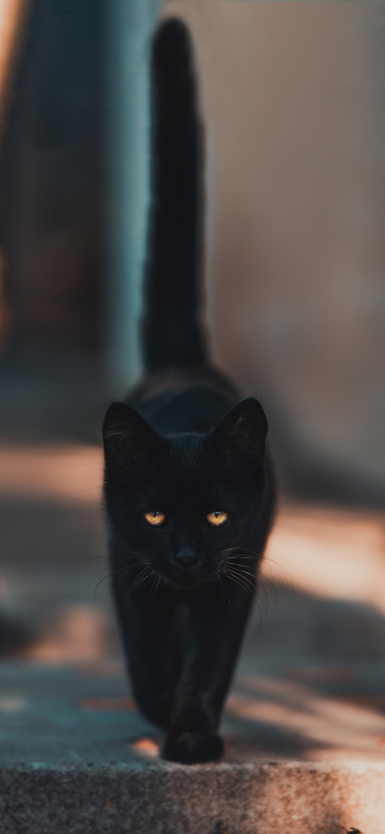 Black Cat Walking on The Street. Wallpaper in 1242x2688 Resolution