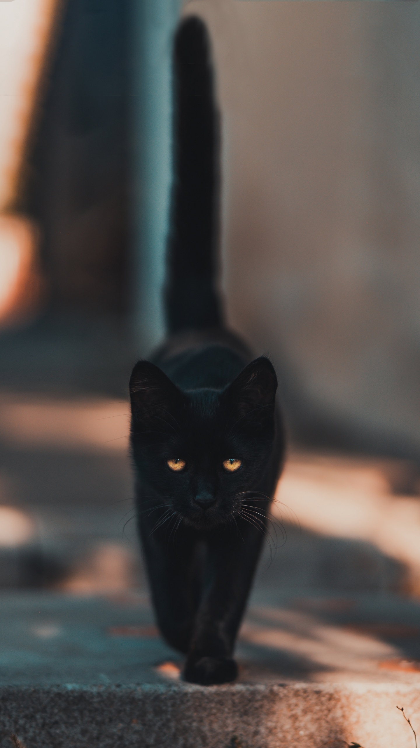 Black Cat Walking on The Street. Wallpaper in 1440x2560 Resolution
