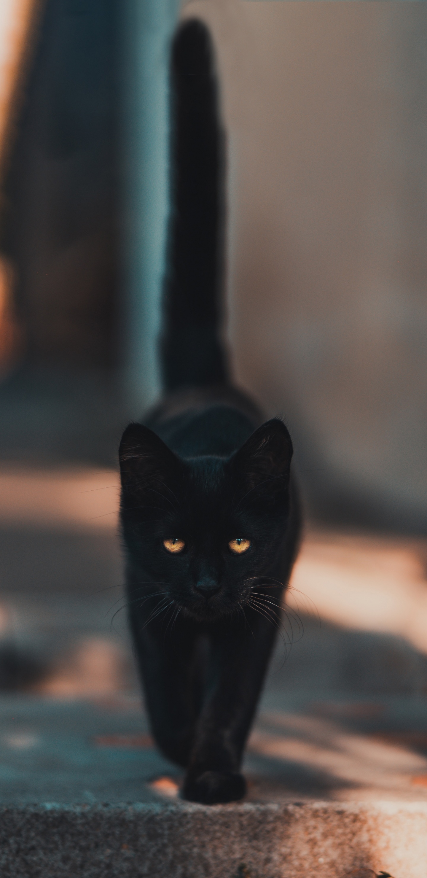 Black Cat Walking on The Street. Wallpaper in 1440x2960 Resolution