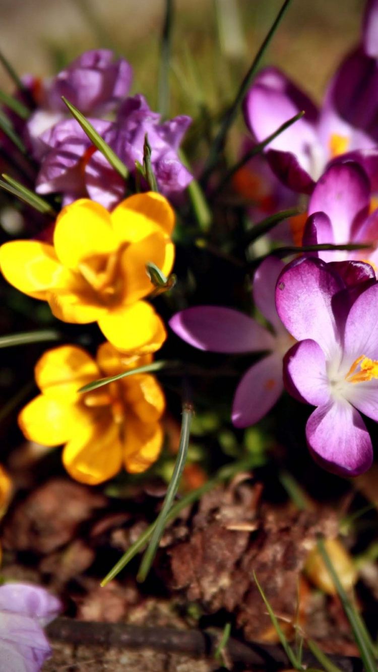 Purple and Yellow Flowers on Brown Soil. Wallpaper in 750x1334 Resolution