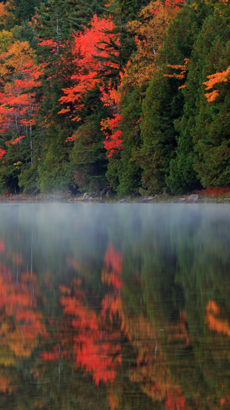 Green and Red Trees Beside Lake During Daytime. Wallpaper in 750x1334 Resolution