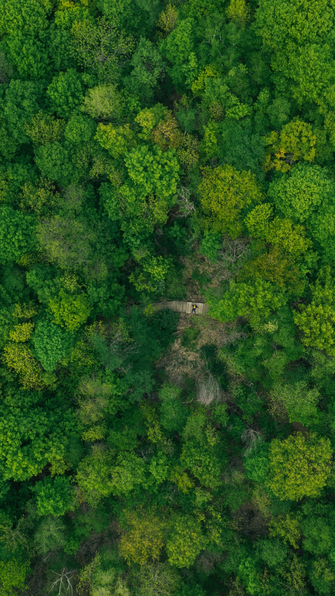 Plant Community, Flower, Grass, Kale, Cabbage. Wallpaper in 1080x1920 Resolution