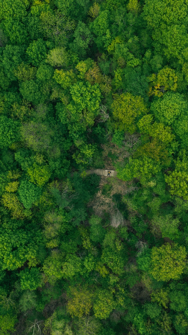 Plant Community, Flower, Grass, Kale, Cabbage. Wallpaper in 720x1280 Resolution