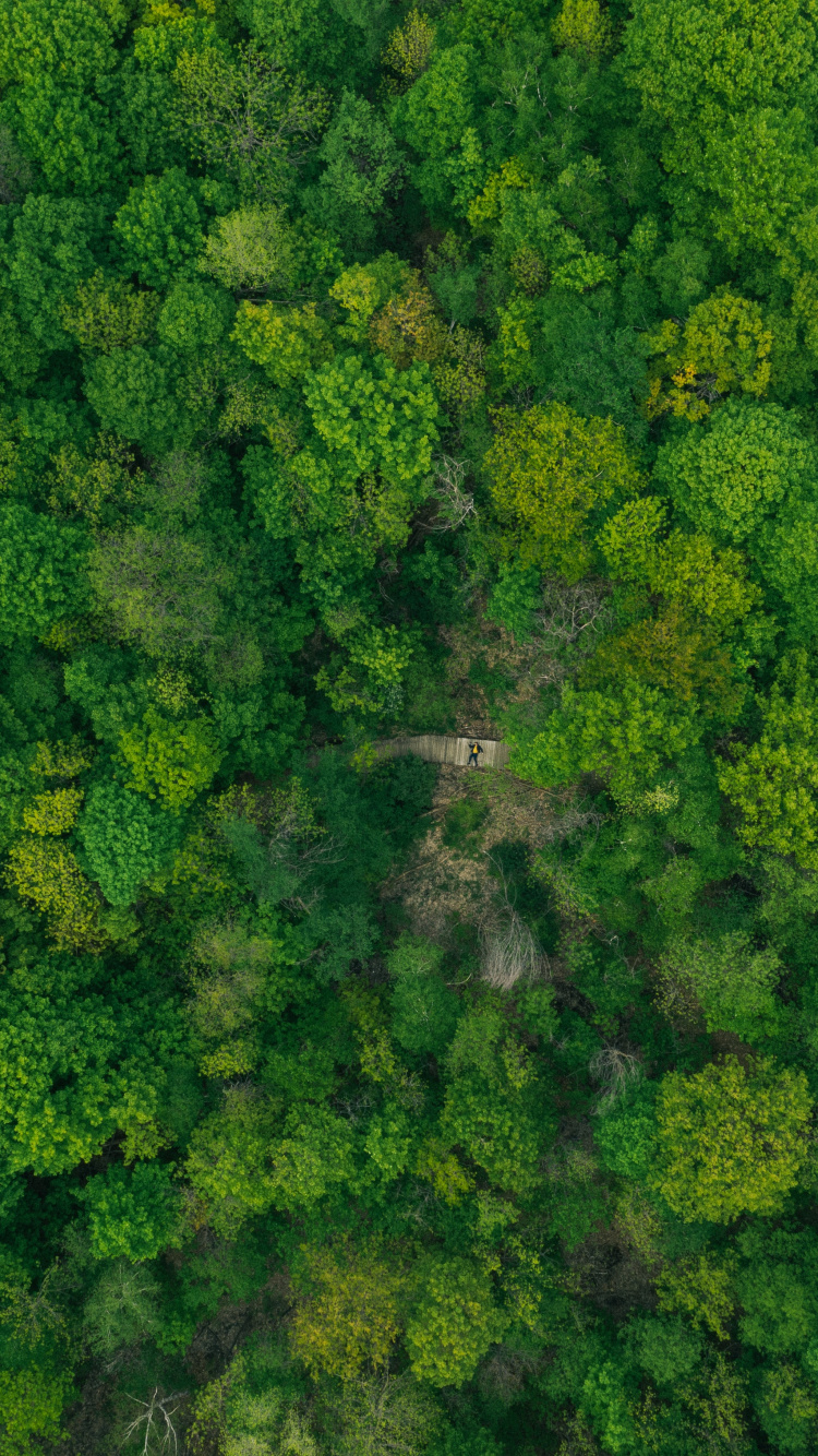 Plant Community, Flower, Grass, Kale, Cabbage. Wallpaper in 750x1334 Resolution