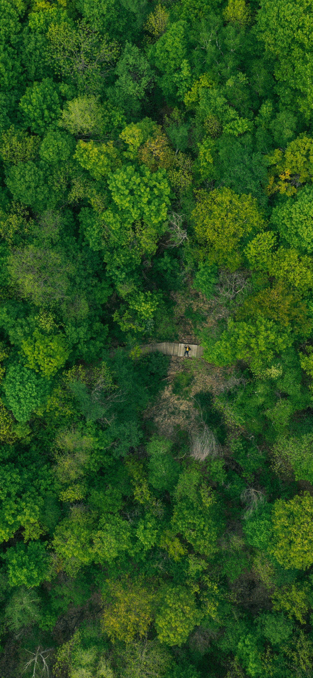 植物群, 草, 白菜, 叶蔬菜, 植被 壁纸 1242x2688 允许