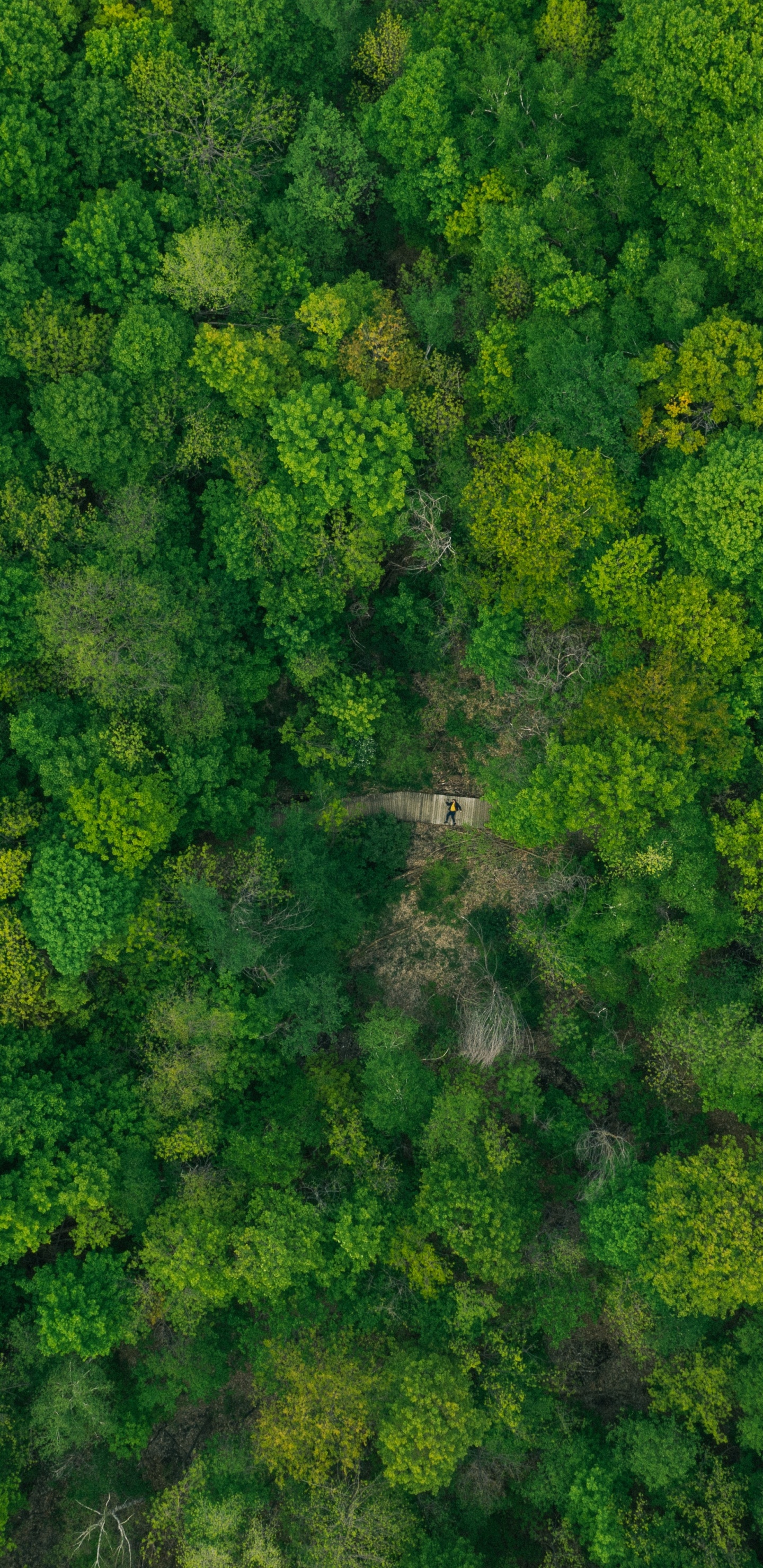 植物群, 草, 白菜, 叶蔬菜, 植被 壁纸 1440x2960 允许