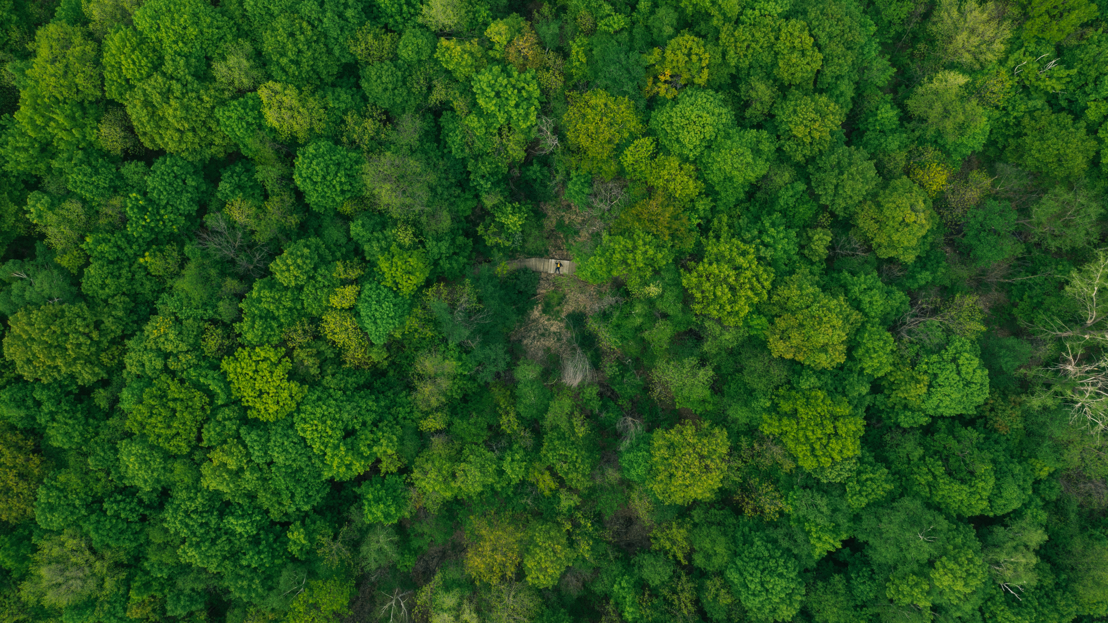 植物群, 草, 白菜, 叶蔬菜, 植被 壁纸 3840x2160 允许