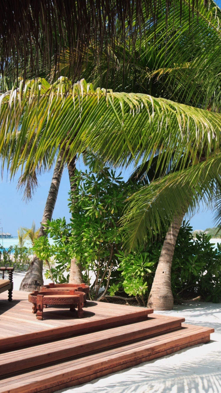 Palmera Cerca Del Banco de Madera Marrón en la Playa Durante el Día. Wallpaper in 750x1334 Resolution