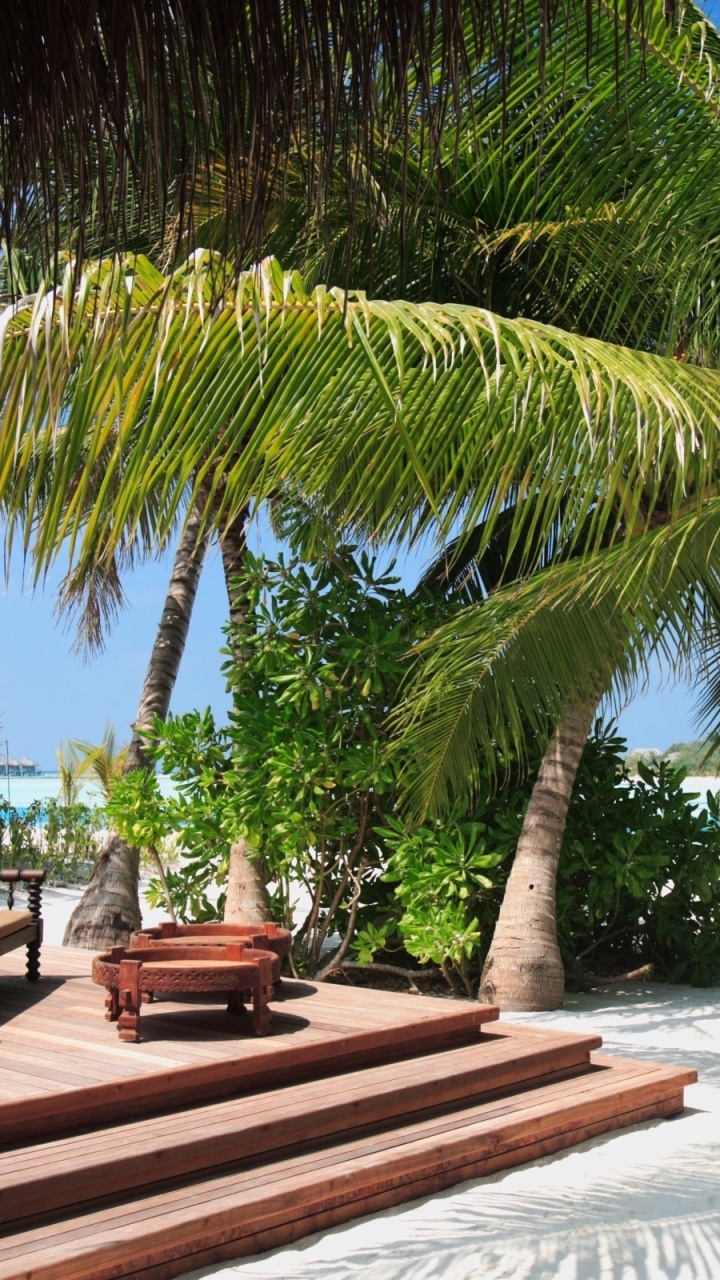 Palm Tree Near Brown Wooden Bench on Beach During Daytime. Wallpaper in 720x1280 Resolution