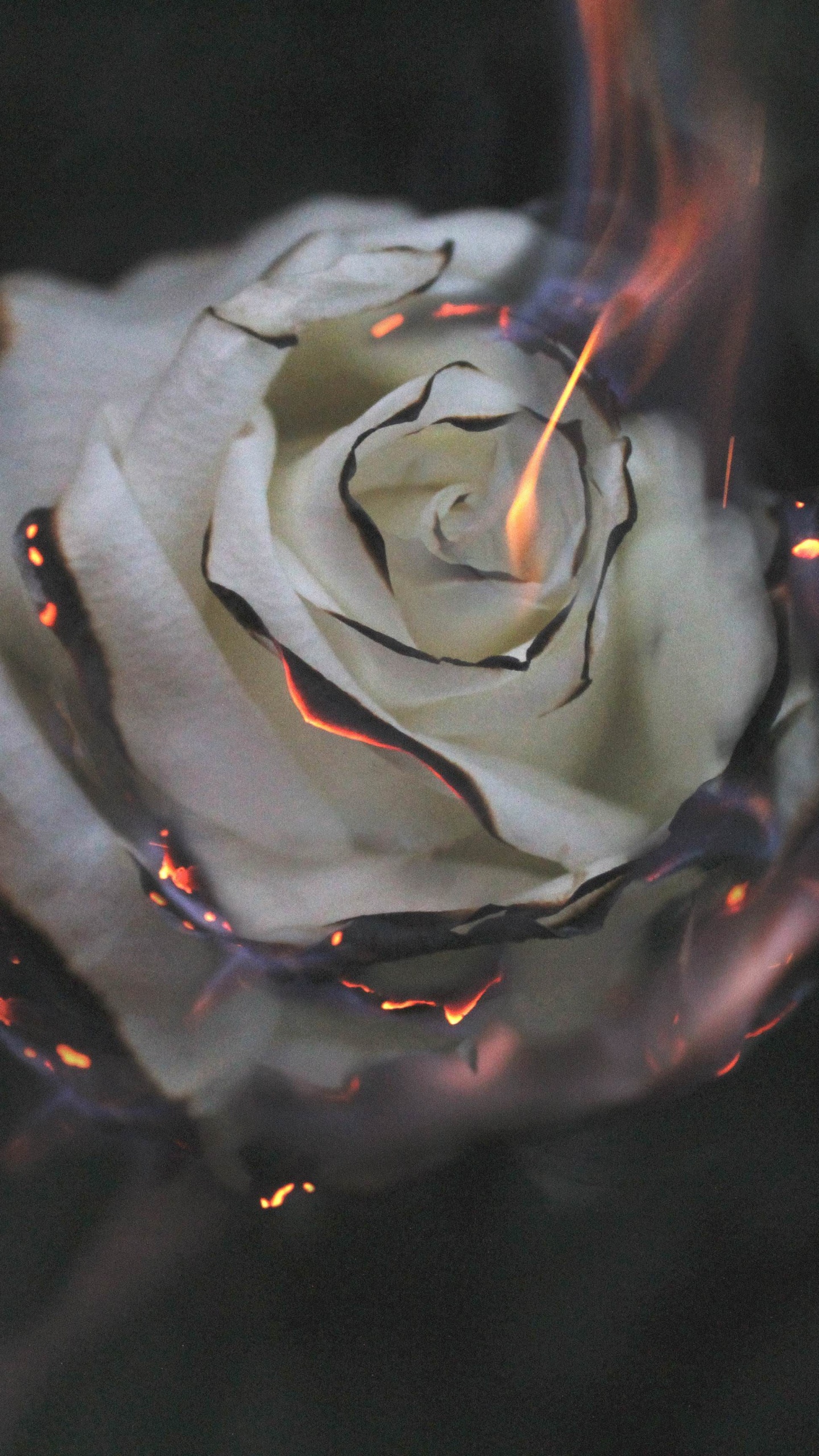 Rosa Blanca Con Gotas de Agua. Wallpaper in 1440x2560 Resolution