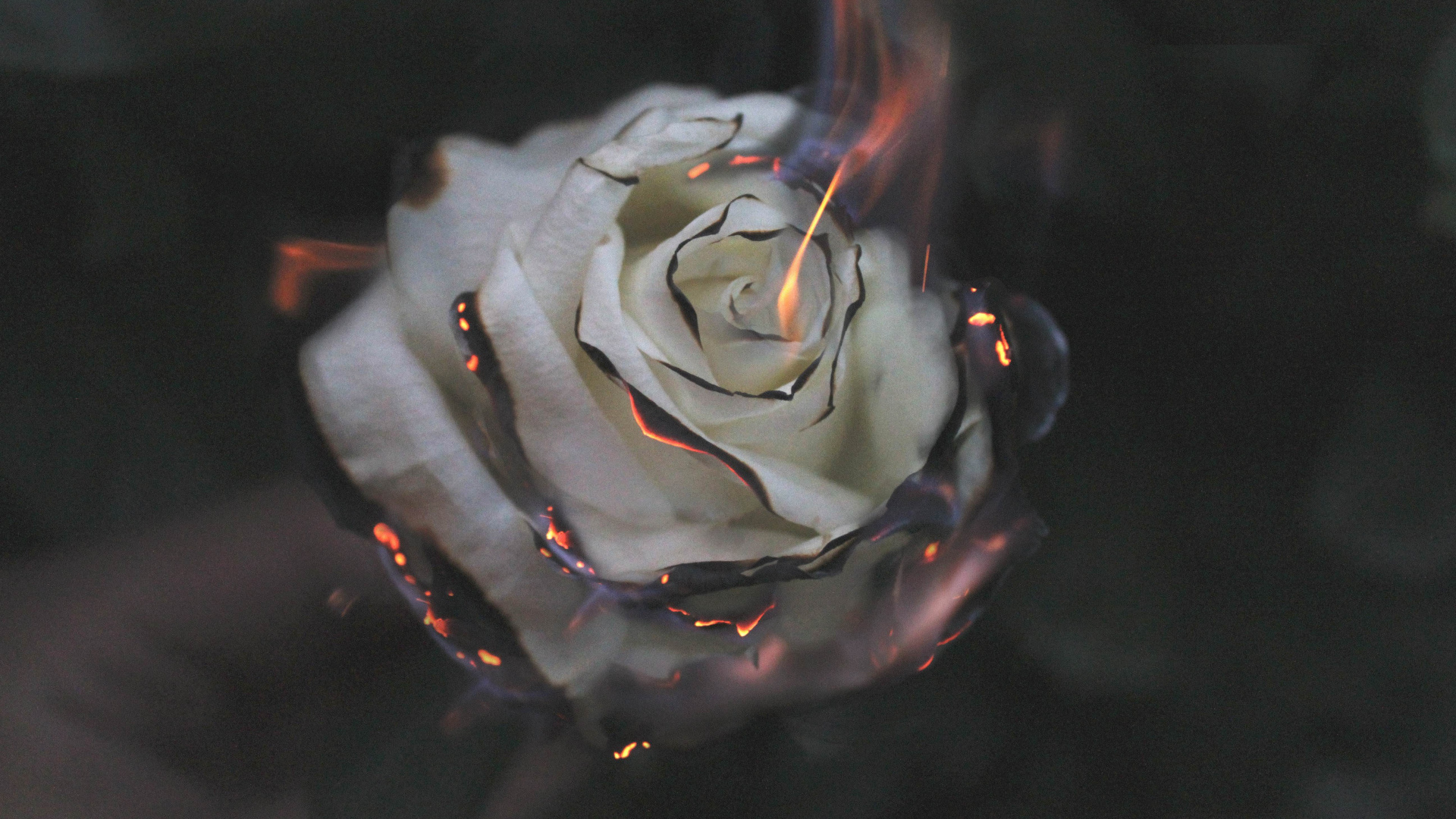 Rosa Blanca Con Gotas de Agua. Wallpaper in 1920x1080 Resolution