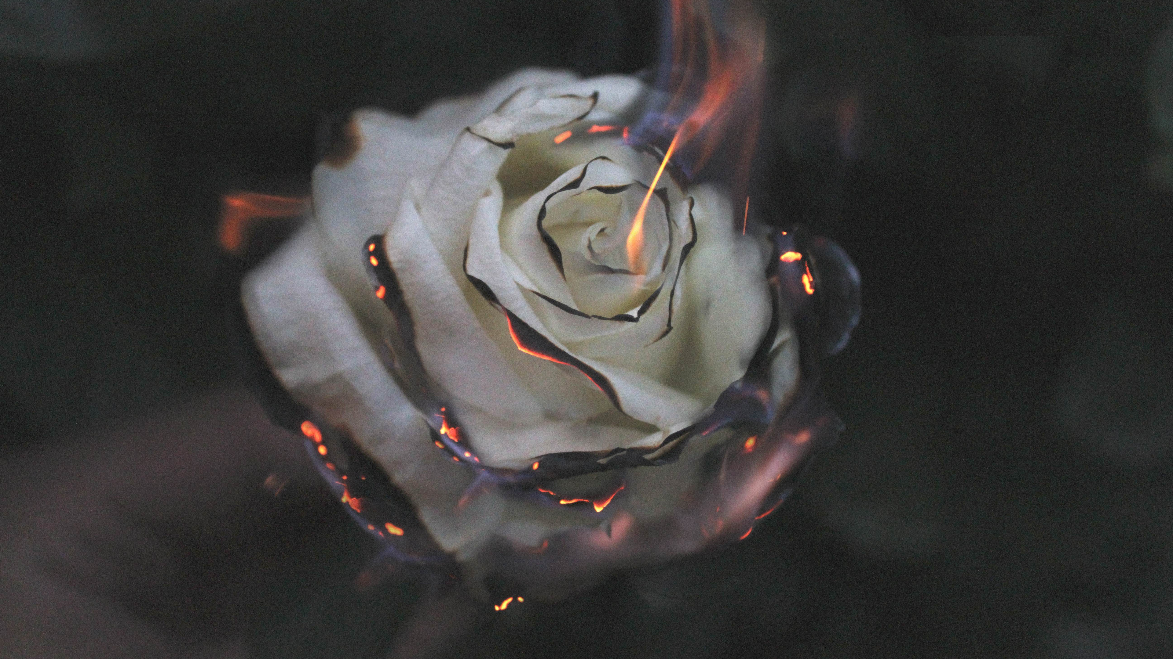 Rosa Blanca Con Gotas de Agua. Wallpaper in 3840x2160 Resolution