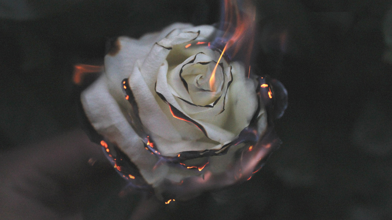 Rose Blanche Avec Des Gouttelettes D'eau. Wallpaper in 1280x720 Resolution