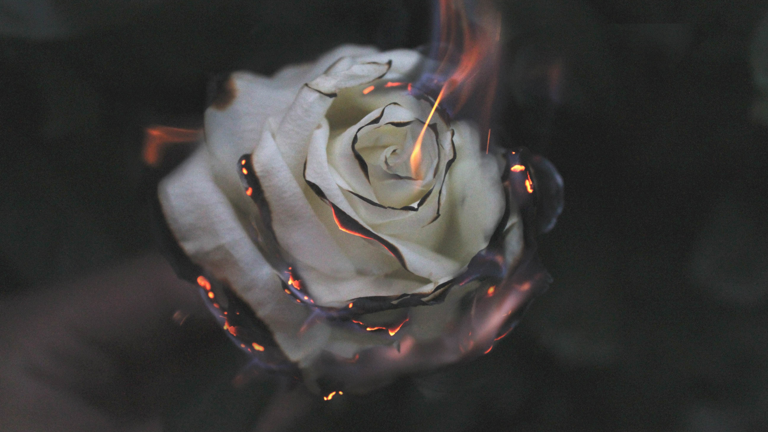 Rose Blanche Avec Des Gouttelettes D'eau. Wallpaper in 2560x1440 Resolution