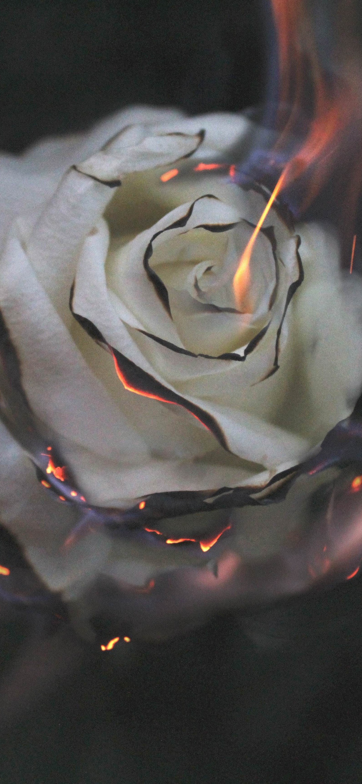 Weiße Rose Mit Wassertropfen. Wallpaper in 1242x2688 Resolution