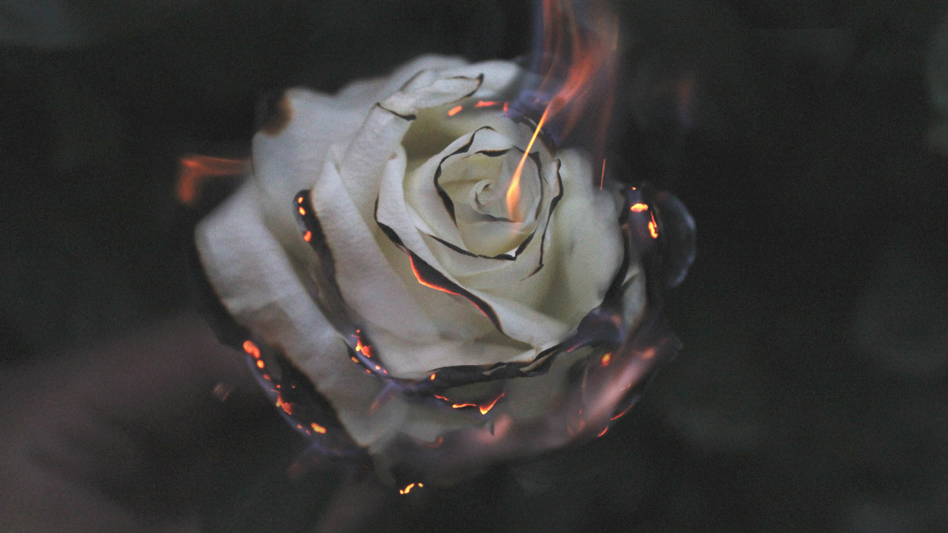 White Rose With Water Droplets. Wallpaper in 1366x768 Resolution