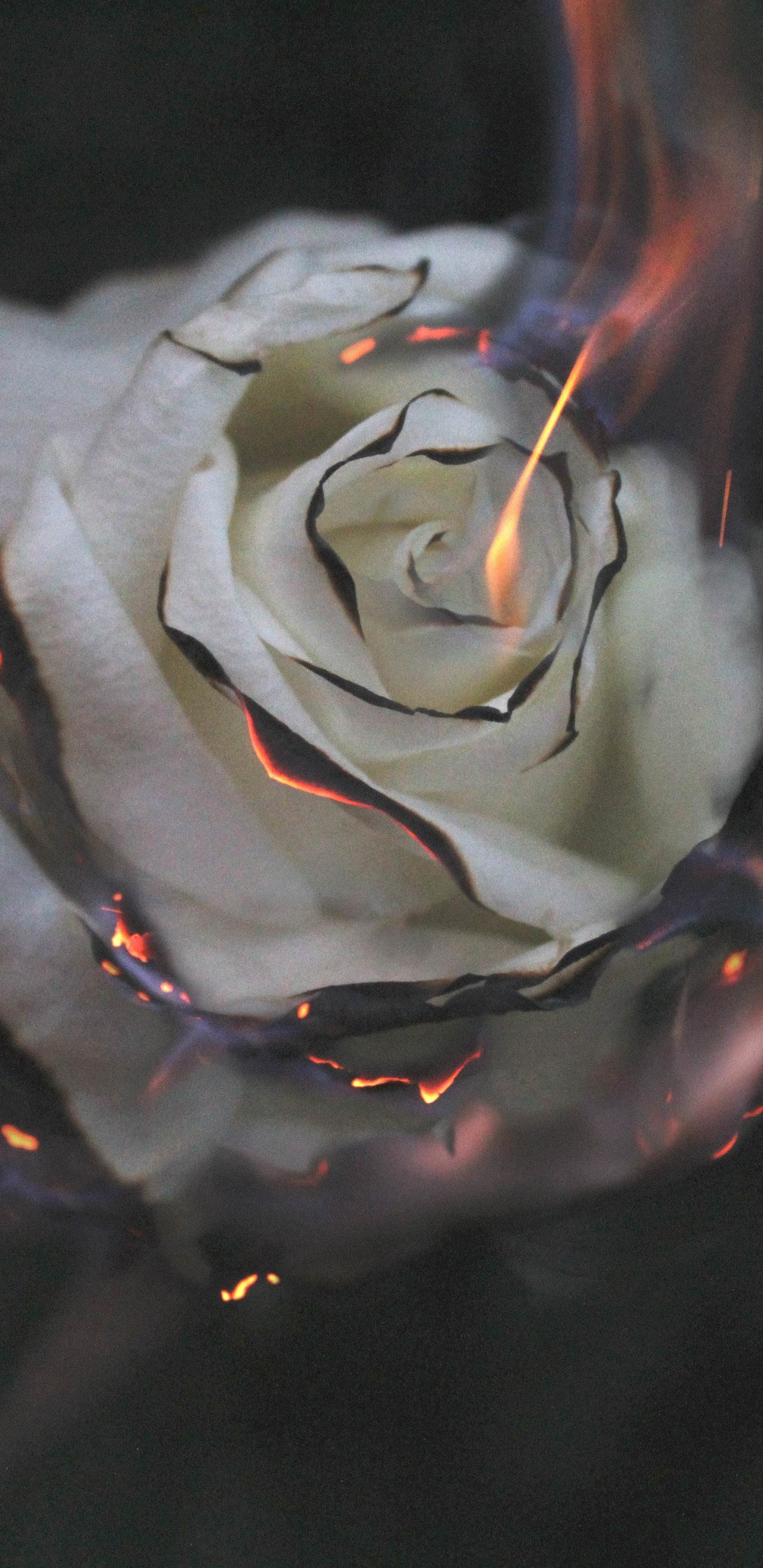 White Rose With Water Droplets. Wallpaper in 1440x2960 Resolution