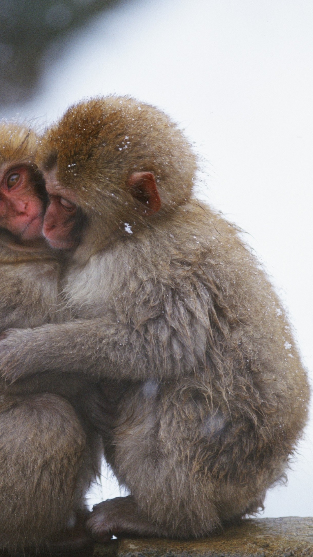 Brown Monkey Sitting on White Snow. Wallpaper in 1080x1920 Resolution