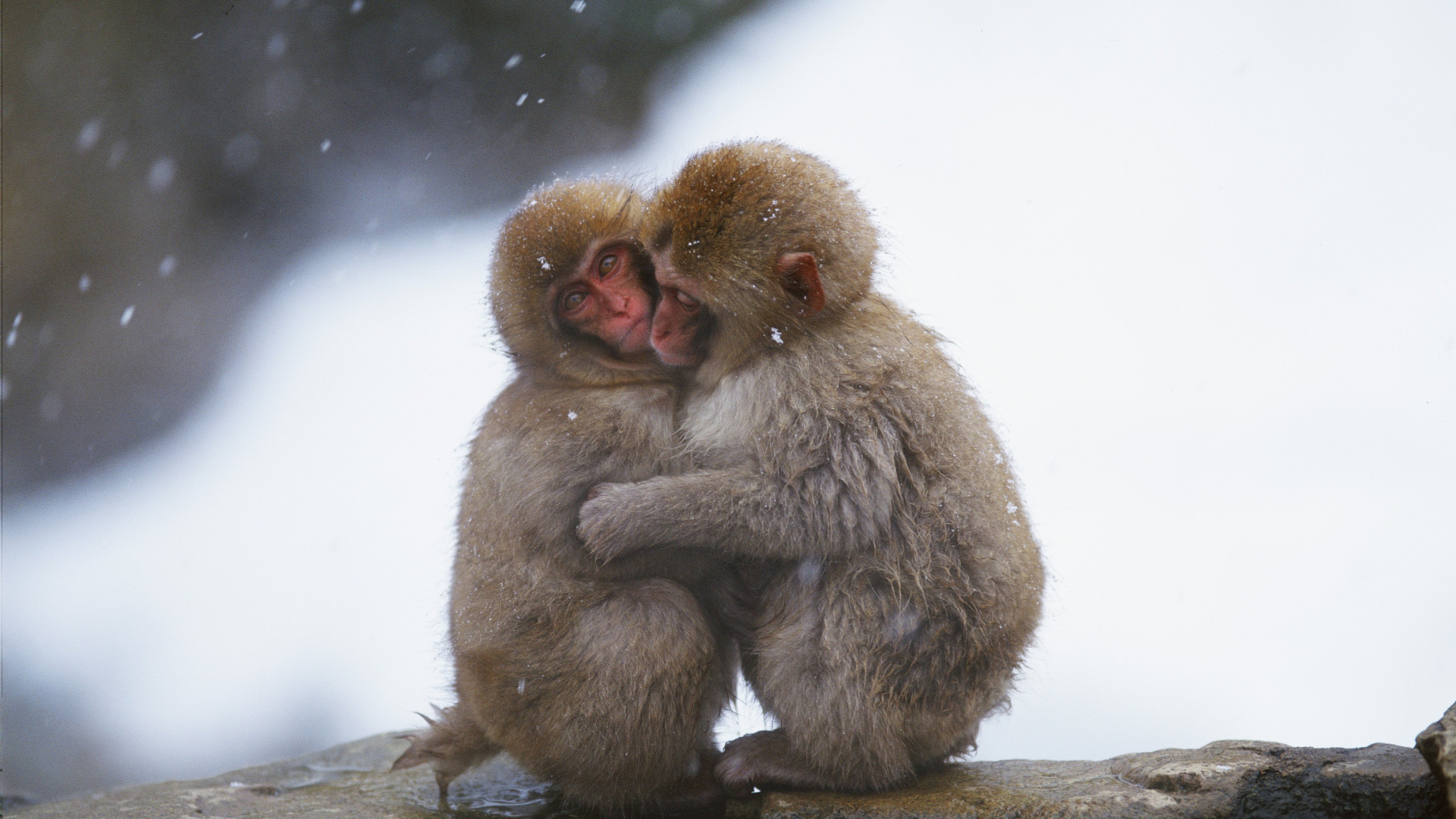 Brown Monkey Sitting on White Snow. Wallpaper in 1920x1080 Resolution