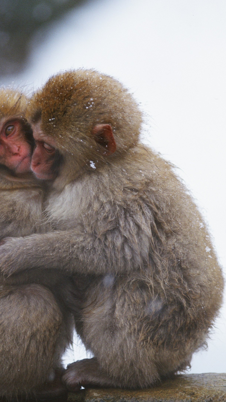 Brown Monkey Sitting on White Snow. Wallpaper in 750x1334 Resolution