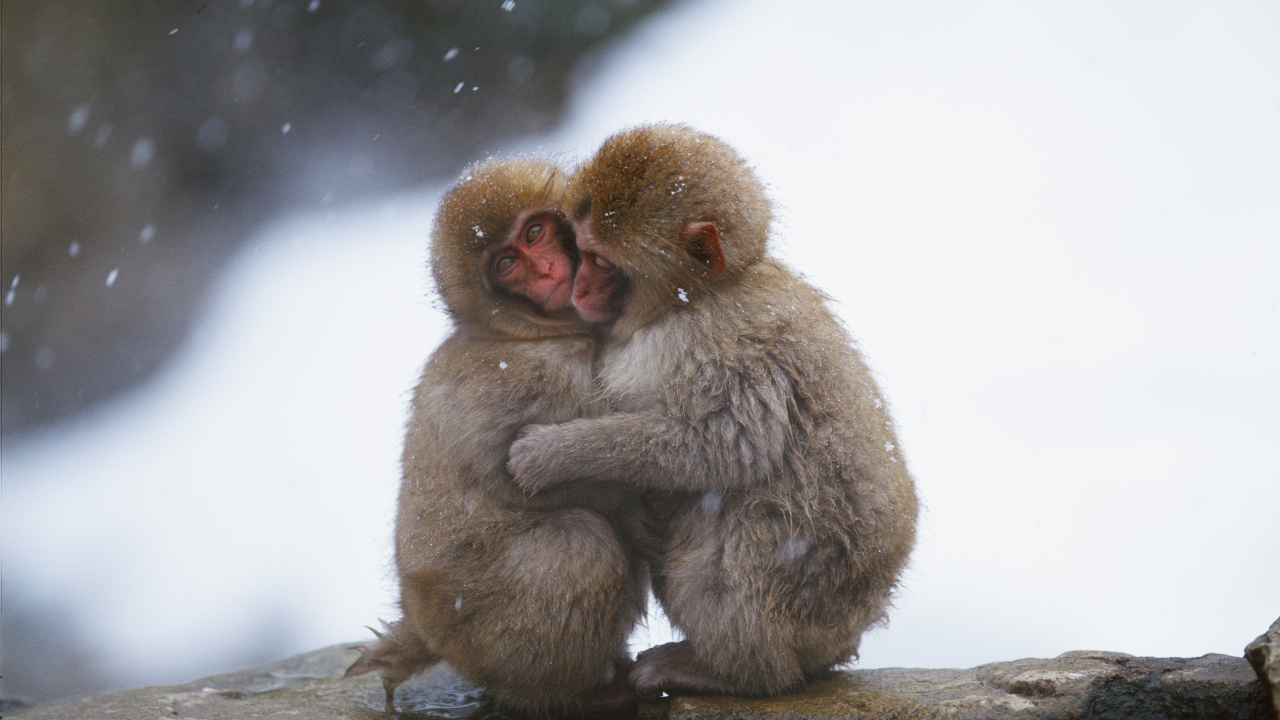 Singe Brun Assis Sur la Neige Blanche. Wallpaper in 1280x720 Resolution