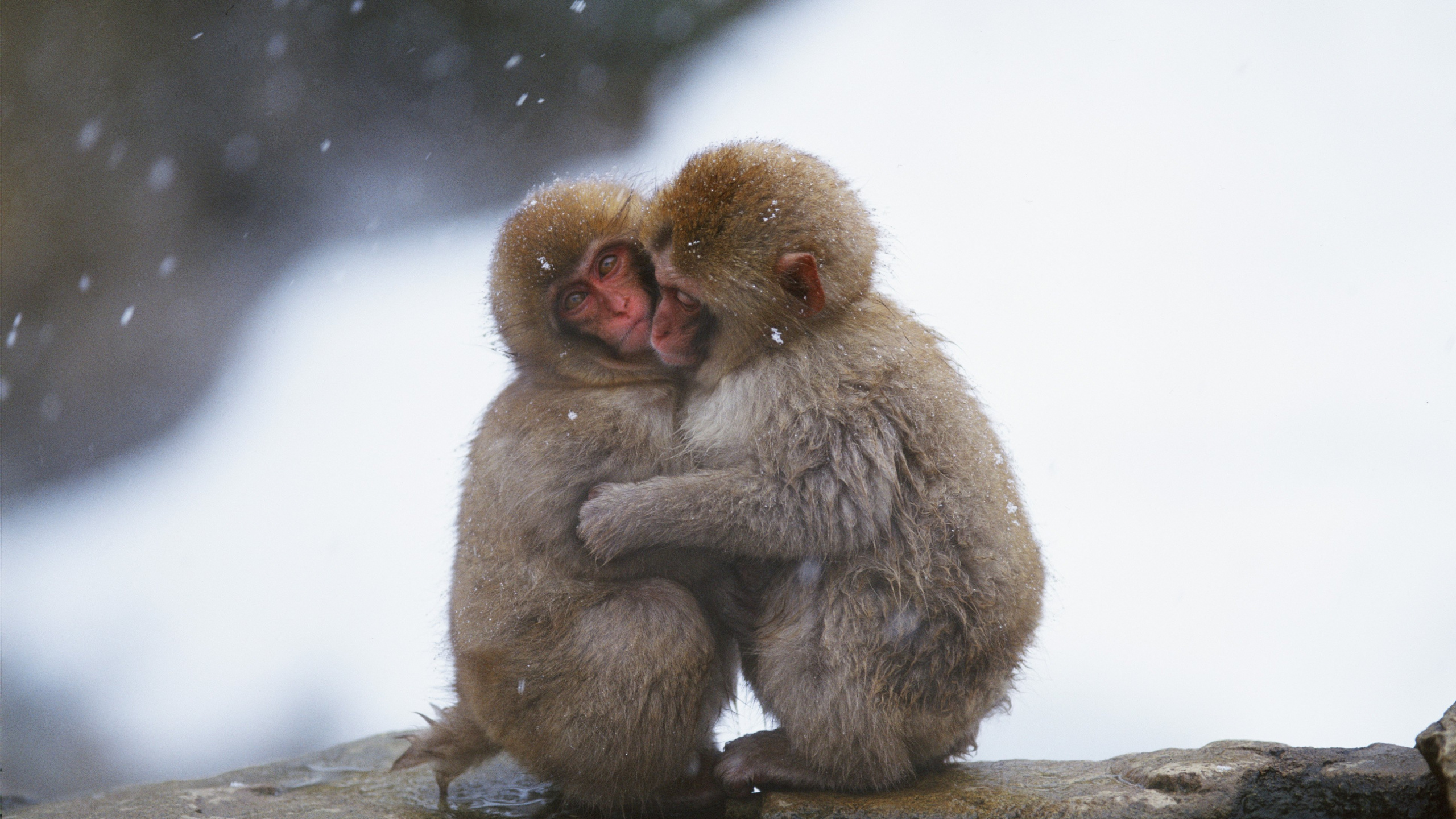 Singe Brun Assis Sur la Neige Blanche. Wallpaper in 2560x1440 Resolution