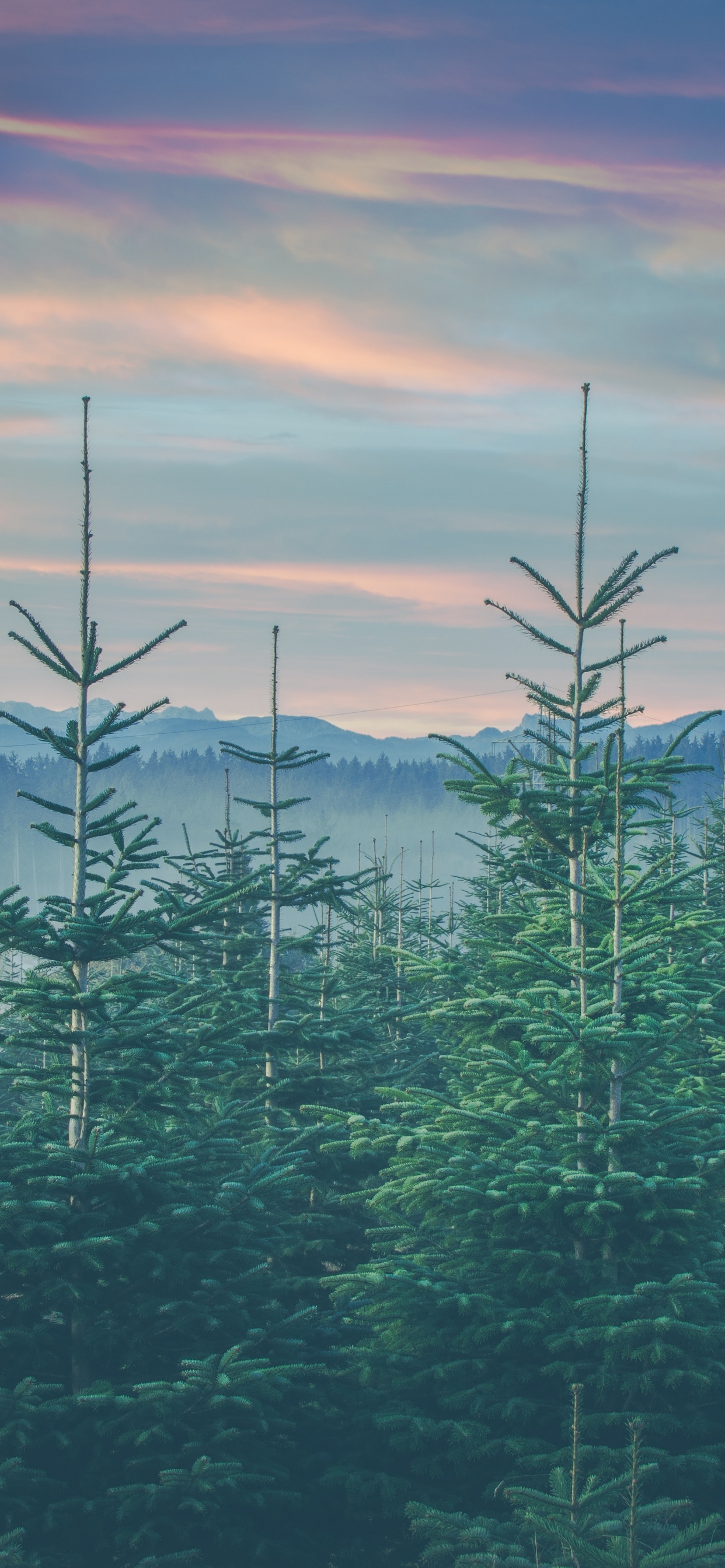 Mount Scenery, Famille Des Pins, Les Forêts de Conifères Tempérées, Forêts de Sapins, D'épinettes, Environnement Naturel. Wallpaper in 1242x2688 Resolution