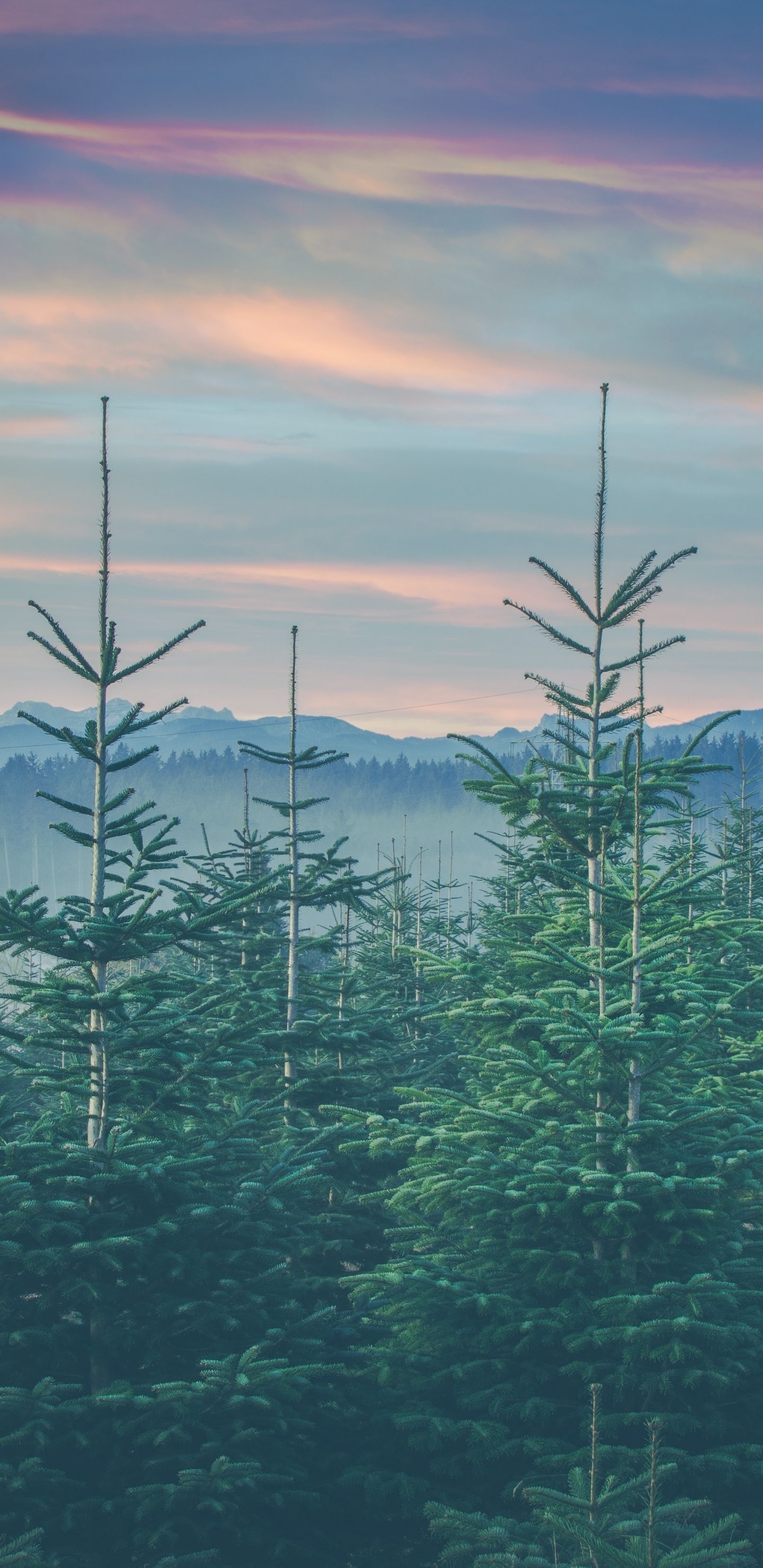 Mount Scenery, Famille Des Pins, Les Forêts de Conifères Tempérées, Forêts de Sapins, D'épinettes, Environnement Naturel. Wallpaper in 1440x2960 Resolution