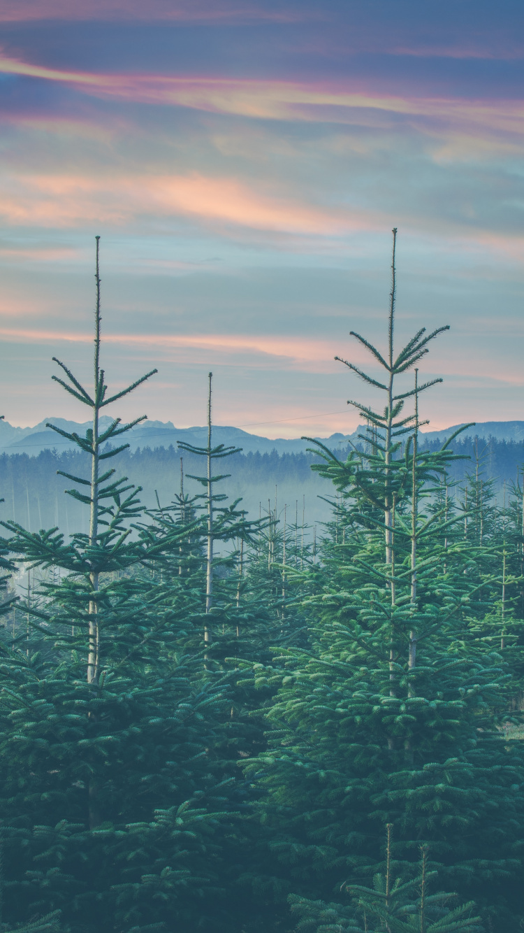 Mount Scenery, Famille Des Pins, Les Forêts de Conifères Tempérées, Forêts de Sapins, D'épinettes, Environnement Naturel. Wallpaper in 750x1334 Resolution