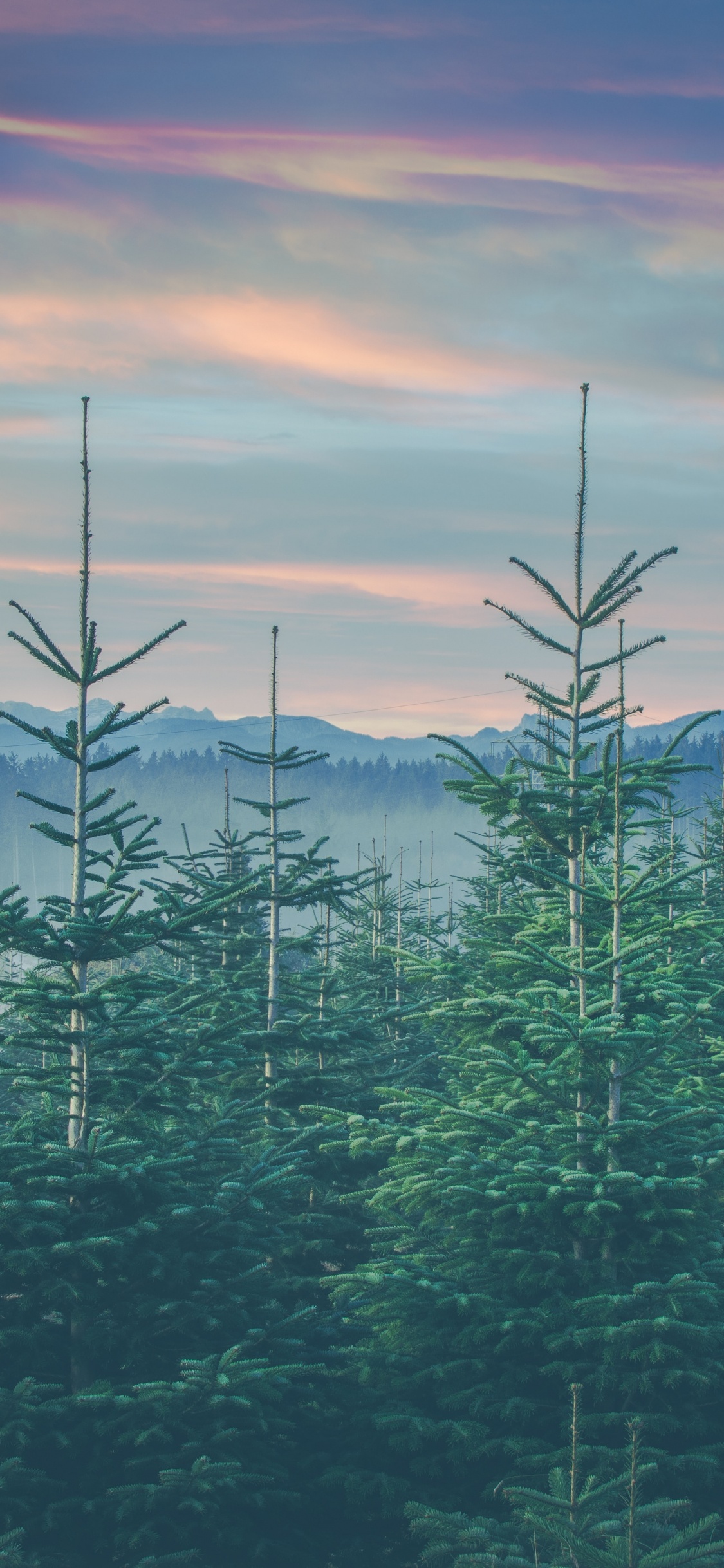 Mount Scenery, Pine Family, Tree, Temperate Coniferous Forest, Spruce Fir Forests. Wallpaper in 1125x2436 Resolution