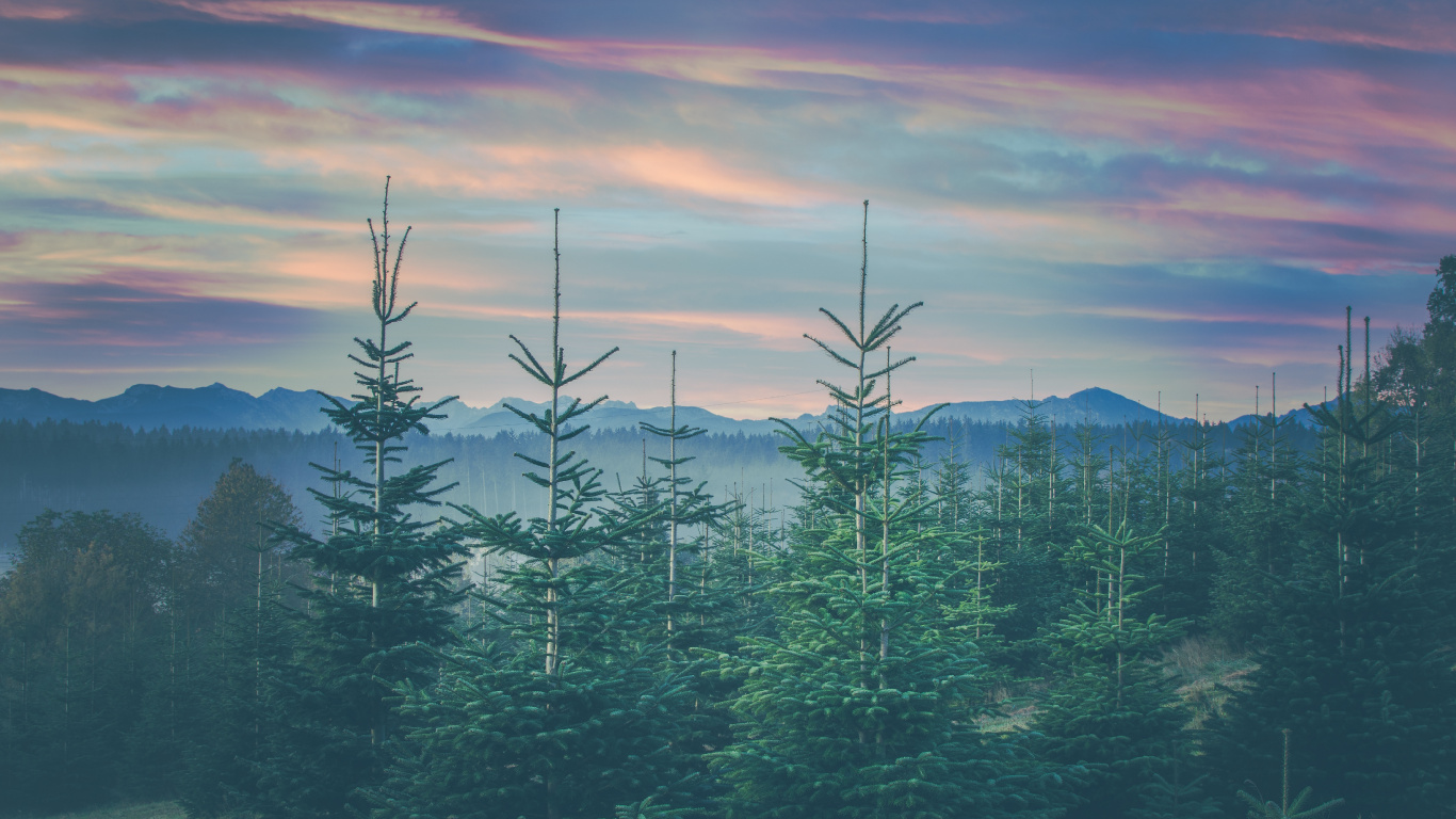 Mount Scenery, Pine Family, Tree, Temperate Coniferous Forest, Spruce Fir Forests. Wallpaper in 1366x768 Resolution