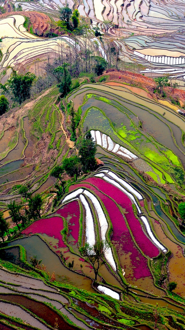 露台, 稻田, 龙胜米的露台, 鸟瞰图, 工厂 壁纸 750x1334 允许